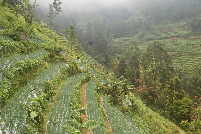Kebun sayur di Nepal Van Java | Foto Asmarainjogja.id, Asmara Dewo
